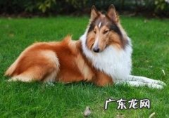 怎样选择非纯种英国德牧犬