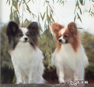 蝴蝶犬不一样的身体语言意味着的含意