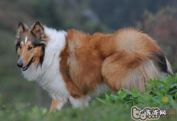 给英国德牧犬清理耳朵里面的方法