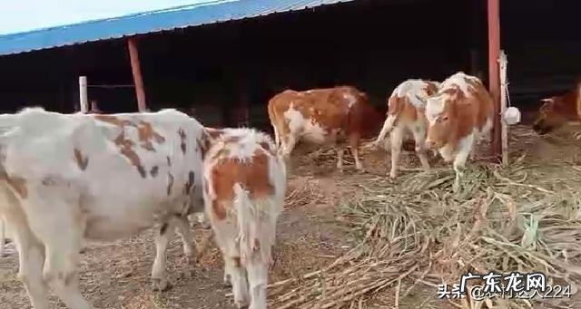 吃奶小牛反复涨肚怎么办?