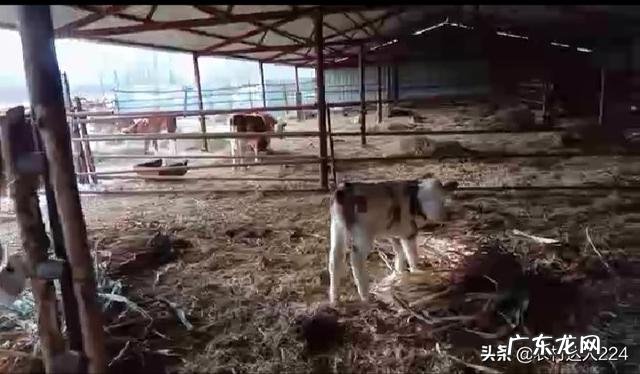 吃奶小牛反复涨肚怎么办?