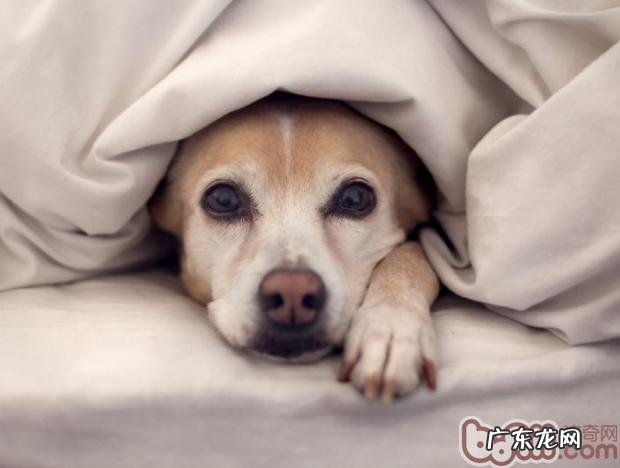 夏天轻轻松松存储好犬粮的方法
