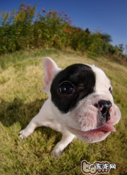 宠物犬最好是少喂它喝纯净水