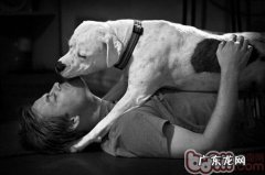 喂养犬猫先掌握她们的特点