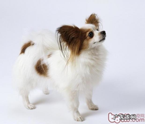 蝴蝶犬的牙要怎么保养