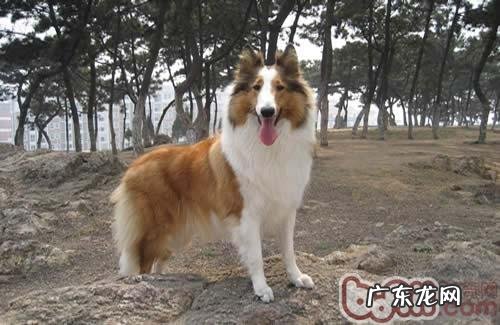 英国德牧犬啃骨头要注意什么