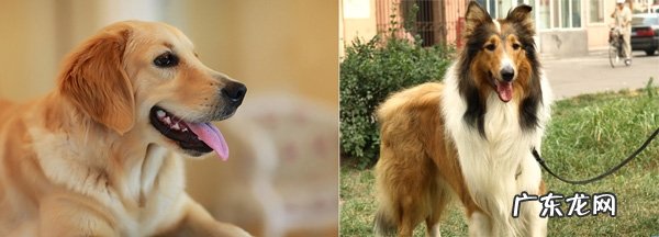 英国德牧犬和金毛哪家好养