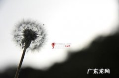 关于蒲公英的心情语录