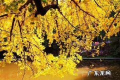 想去看银杏树心情说说 走进银杏树下的心情说说