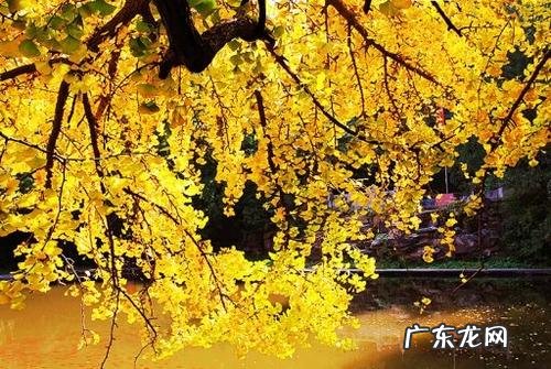 想去看银杏树心情说说 走进银杏树下的心情说说