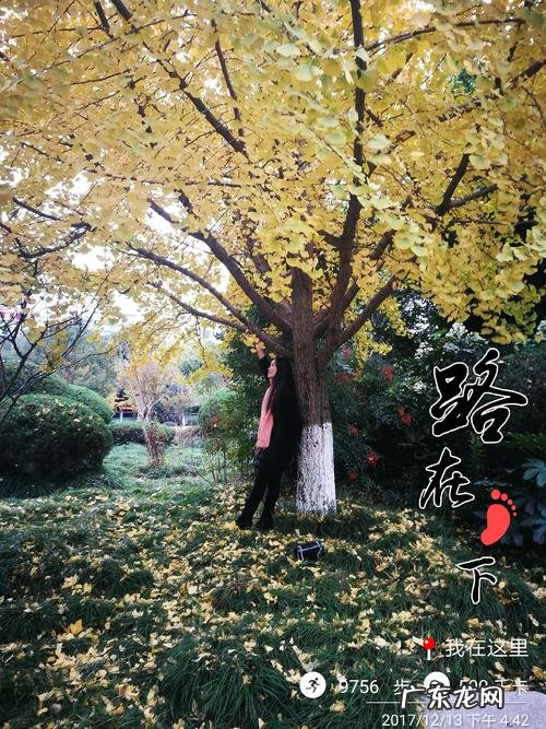 想去看银杏树心情说说 走进银杏树下的心情说说