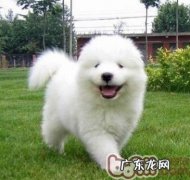 选择身心健康小狗的9大标准