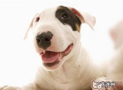 小狗肯定严禁服用的食材