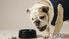 给喂狗粮一个原因，狗为何要吃狗粮