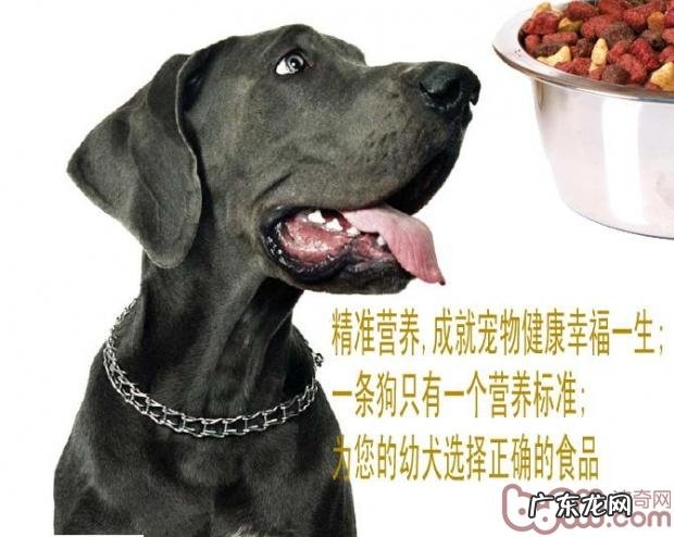 为小宠物挑选适当的营养成分