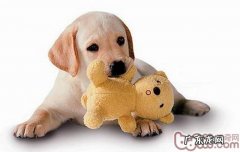 维他命，一个都不可以少——小宠物主人家必知