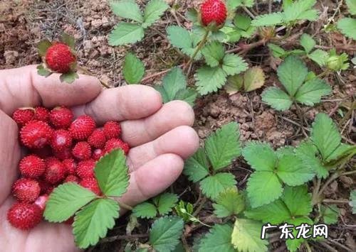 70、80、90后的你,小时候都吃过哪些野生的植物和果实