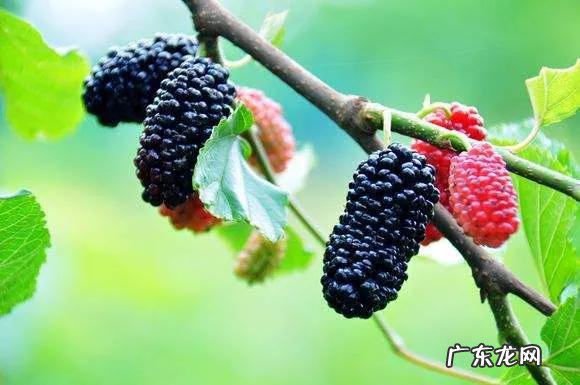 70、80、90后的你,小时候都吃过哪些野生的植物和果实