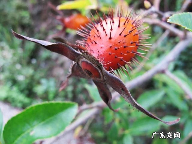 70、80、90后的你,小时候都吃过哪些野生的植物和果实