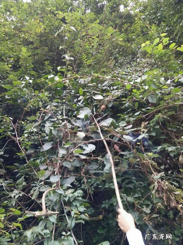 70、80、90后的你,小时候都吃过哪些野生的植物和果实