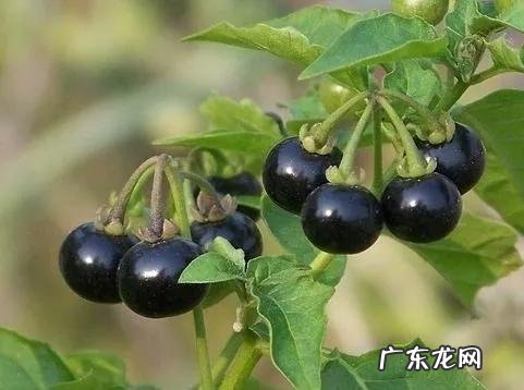 70、80、90后的你,小时候都吃过哪些野生的植物和果实