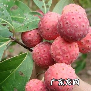 70、80、90后的你,小时候都吃过哪些野生的植物和果实