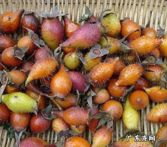 70、80、90后的你,小时候都吃过哪些野生的植物和果实