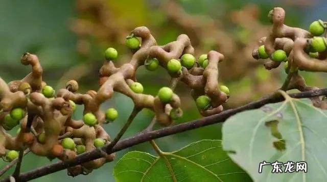 70、80、90后的你,小时候都吃过哪些野生的植物和果实