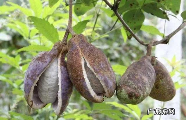 70、80、90后的你,小时候都吃过哪些野生的植物和果实