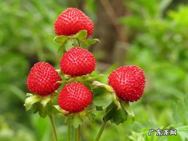 70、80、90后的你,小时候都吃过哪些野生的植物和果实