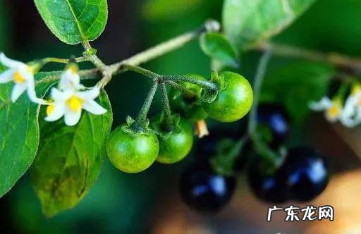 70、80、90后的你,小时候都吃过哪些野生的植物和果实