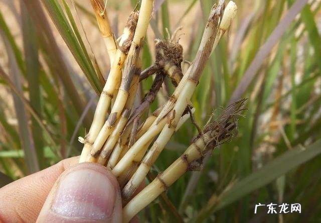 70、80、90后的你,小时候都吃过哪些野生的植物和果实