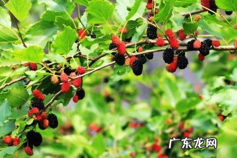 70、80、90后的你,小时候都吃过哪些野生的植物和果实