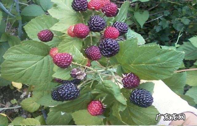 70、80、90后的你,小时候都吃过哪些野生的植物和果实