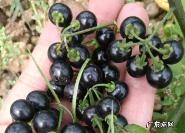 70、80、90后的你,小时候都吃过哪些野生的植物和果实