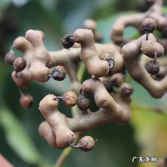 70、80、90后的你,小时候都吃过哪些野生的植物和果实