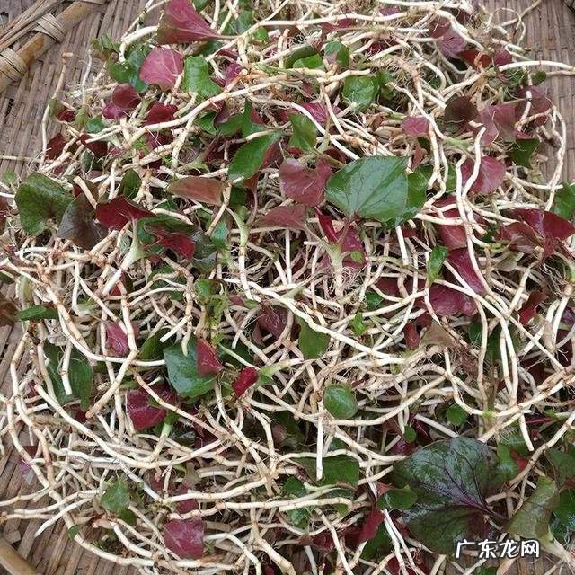 70、80、90后的你,小时候都吃过哪些野生的植物和果实