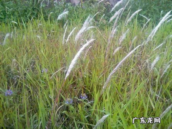 70、80、90后的你,小时候都吃过哪些野生的植物和果实