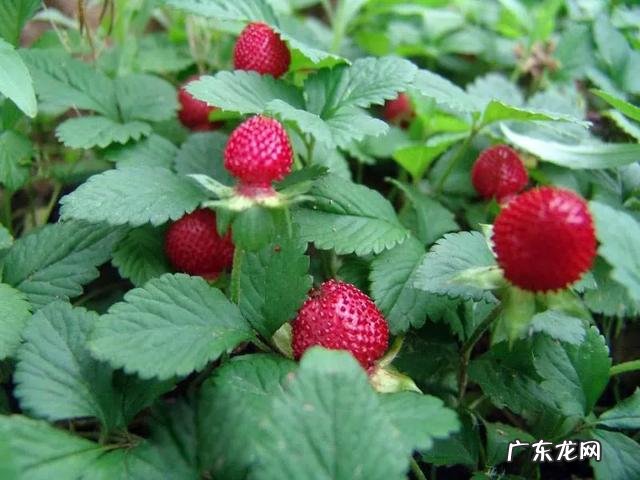 70、80、90后的你,小时候都吃过哪些野生的植物和果实