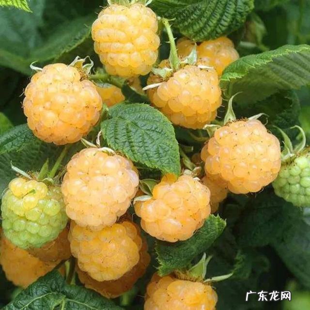 70、80、90后的你,小时候都吃过哪些野生的植物和果实