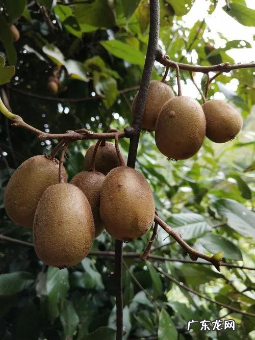 70、80、90后的你，小时候都吃过哪些野生的植物和果实