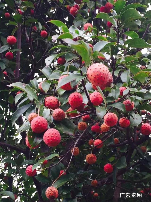 70、80、90后的你,小时候都吃过哪些野生的植物和果实