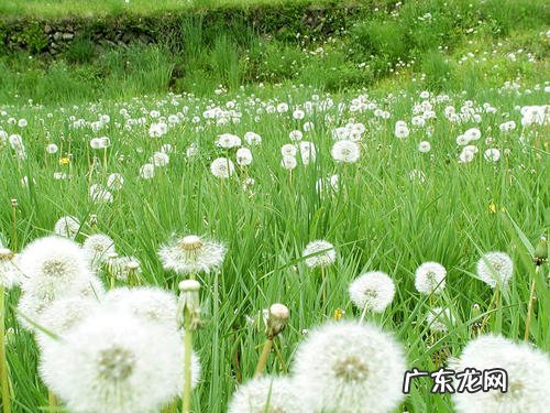 蒲公英有什么特点详细介绍 蒲公英的特点有什么