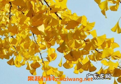 银杏叶的形状与特点 银杏叶的介绍和特点
