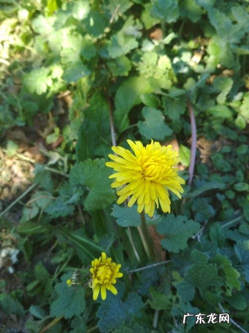 秋天的蒲公英像什么 秋天蒲公英长什么样子