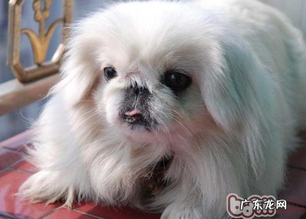 老龄化宠物狗的保养方式