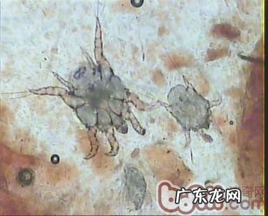 犬猫耳朵的平时保养