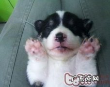 迎来宠物狗狗来临必须做的提前准备