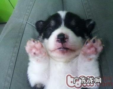 迎来宠物狗狗来临必须做的提前准备