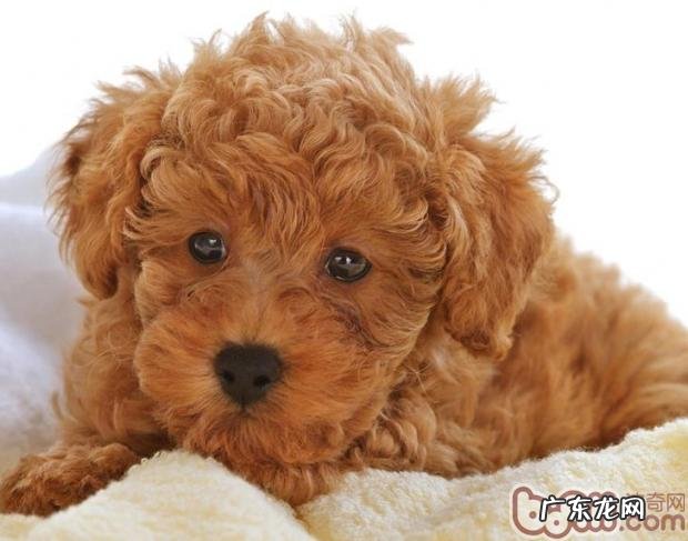 狗宝宝的初期发育阶段详细说明